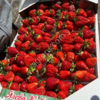 Свежая клубника оптом. Под ключ.