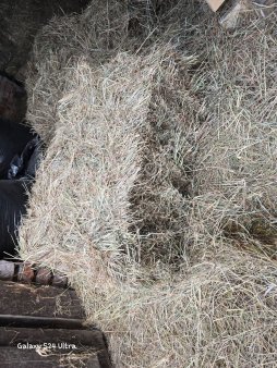 Гранулированное сено из эспарцета, клевера,люцерны