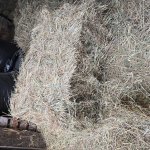 Гранулированное сено из эспарцета, клевера,люцерны