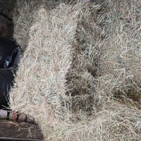 Гранулированное сено из эспарцета, клевера, люцерны