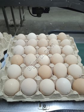 Яйцо куриное С2