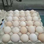 Яйцо куриное С2