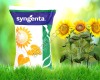 Семена гибрида подсолнечника СИ Ласкала Сингента (Syngenta)