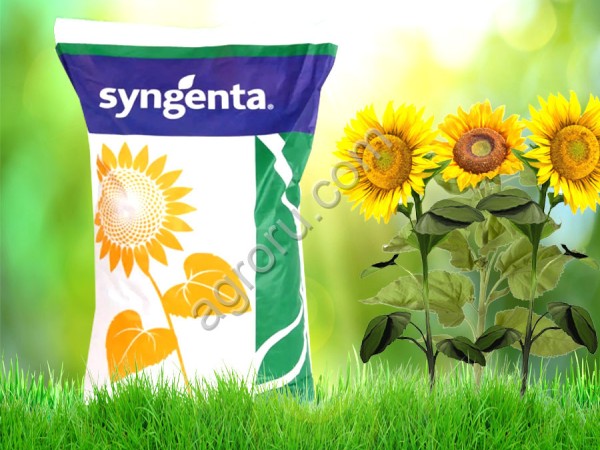 Семена гибрида подсолнечника СИ Ласкала Сингента (Syngenta)