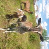 Комолые козочки (альпо-нубийская) /коза с дочкой