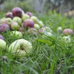 Яблоки на переработку