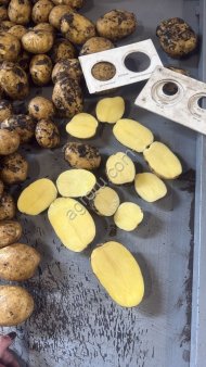 Картофель свежий Коломба от производителя