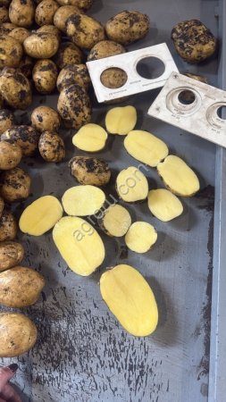 Картофель свежий Коломба от производителя