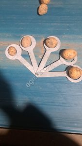 Картофель предназначенный для посадки