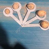 Картофель предназначенный для посадки