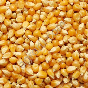 Кукуруза фуражная