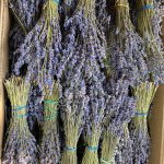 Лаванда букеты пучки