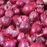 Лук Красный Белый