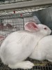 Кролики Новозеландские белые живым весом
