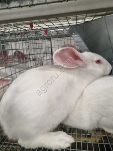 Кролики Новозеландские белые живым весом