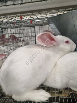 Кролики Новозеландские белые живым весом