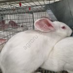 Кролики Новозеландские белые живым весом
