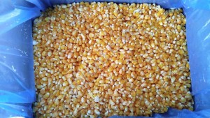 Кукуруза зерно