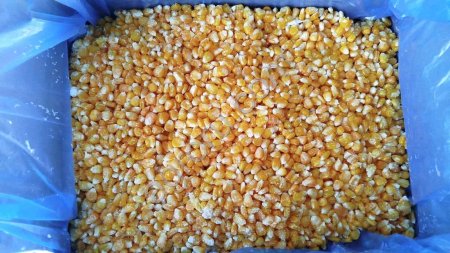 Кукуруза зерно