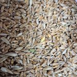 пшеница фураж фасованая в мешки