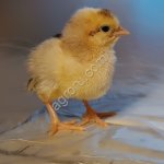 цыплята суточные,леггорн далматинцы,царско-сельские,доминант ,чешская золотистая