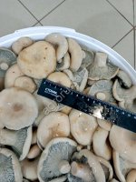 Солёные и маринованные грибы от компании Грибной Алтай!