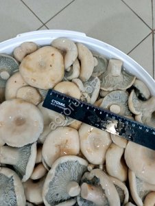 Солёные и маринованные грибы от компании Грибной Алтай!