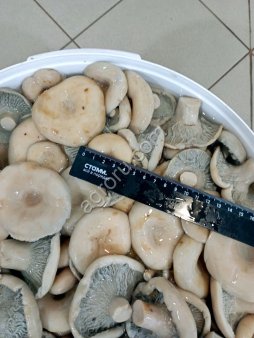 Солёные и маринованные грибы от компании Грибной Алтай!