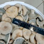 Солёные и маринованные грибы от компании Грибной Алтай!