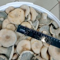 Солёные и маринованные грибы от компании Грибной Алтай!