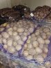 Картофель оптом