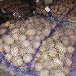 Картофель оптом