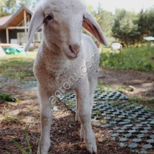 Воспроизводство стада: Лапароскопическое осеменение, эмбриотрансплантация