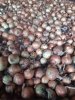 Лук репчатый, урожай 2026 (напрямую от производителя в Самарской области)
