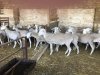 действующий с 2005 года агробизнес с полным циклом