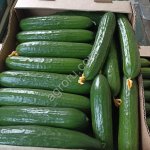 огурцы тепличные