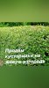 Опт. Декоративные кустарники на живую изгородь.