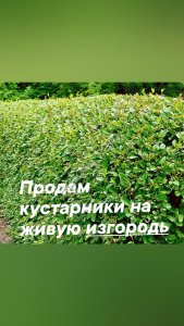Опт. Декоративные кустарники на живую изгородь.