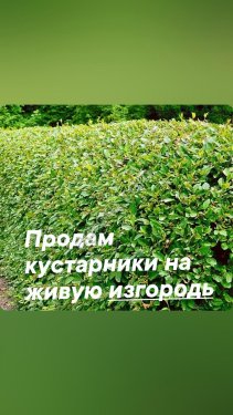 Опт. Декоративные кустарники на живую изгородь.