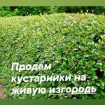 Опт. Декоративные кустарники на живую изгородь.