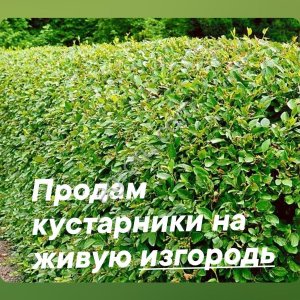 Опт. Декоративные кустарники на живую изгородь.