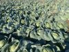 Капуста