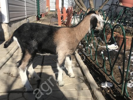 Козочки Альпо-Нубийские 50/50