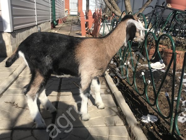 Козочки Альпо-Нубийские 50/50