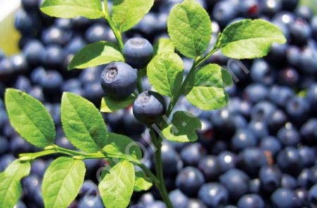 Черника свежезамороженная