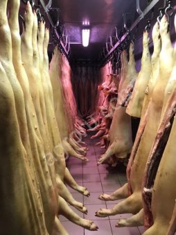 Свинина ОПТ