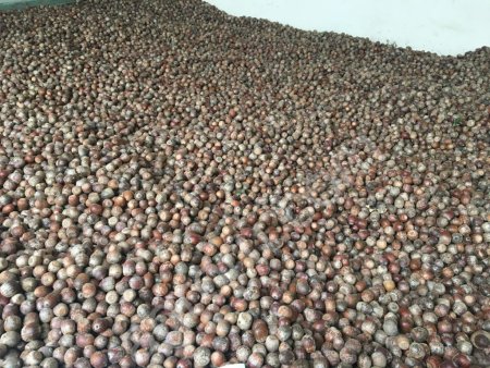 Жёлуди дуба красного