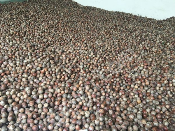 Жёлуди дуба красного