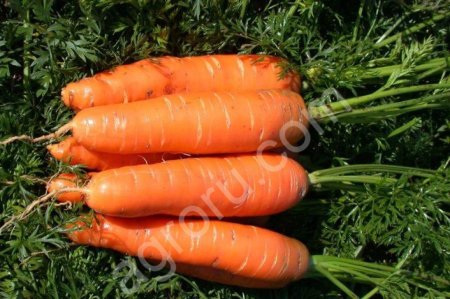Морковь оптом