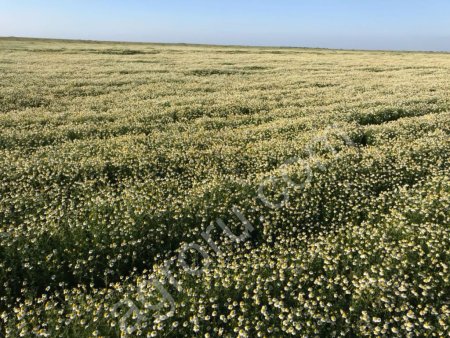 Ромашка лекарственная